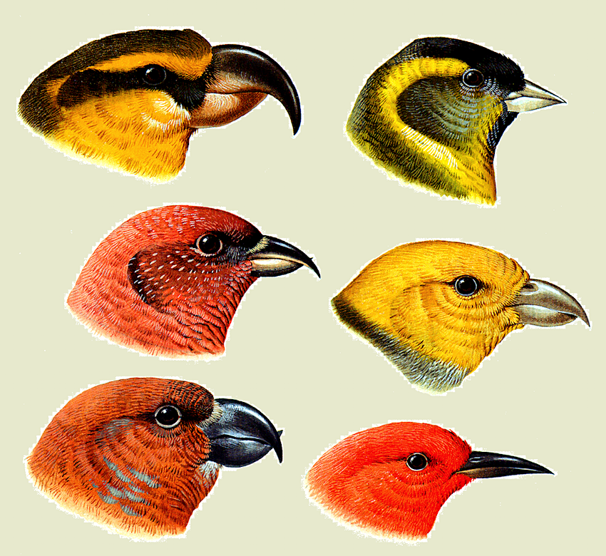 aves Encyclopaedia Finches beaks fundoWEB