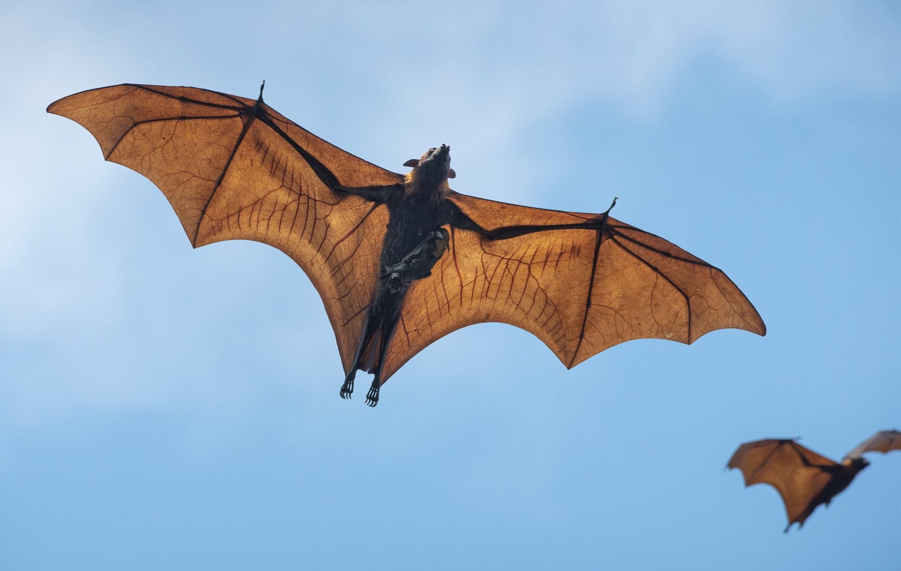 ecoparque morcego voando