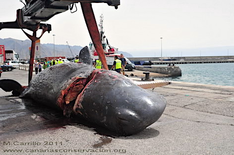 cruzeiro Sperm Whale killed ferrie Canary Islands